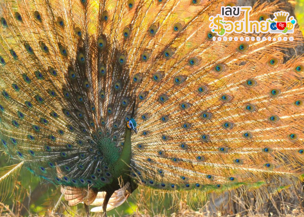 ฝันเห็นนกยูง เลขเด็ด-"Dreaming of seeing a peacock, lucky numbers"