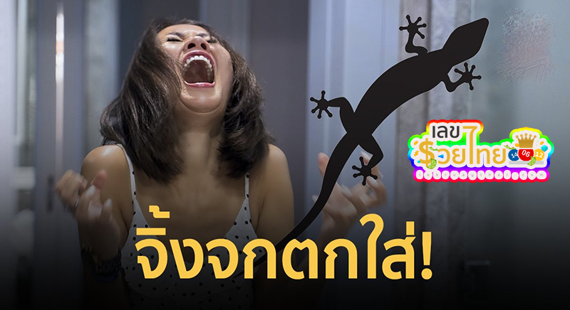 จิ้งจกตกใส่ -"lizard falls on"