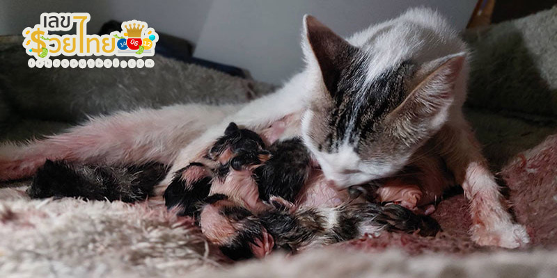 ฝันว่าเห็นแมวคลอดลูก-"Dreaming of seeing a cat giving birth"