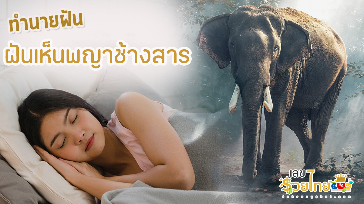 ฝันเห็นพญาช้างสาร หมายความว่าอย่างไร รวมคำทำนายและเลขเด็ด ไว้ให้แล้วที่เว็บ lekruaythai.com