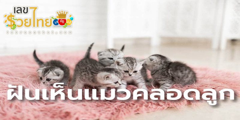 ฝันเห็นแมวออกลูก เลขเด็ด-"Dreaming of a cat giving birth, lucky number."