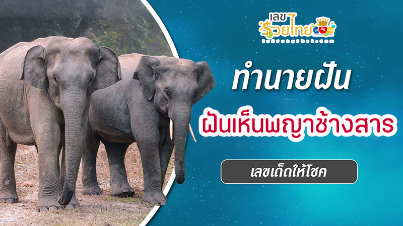 ฝันเห็นช้างโขลงใหญ่ เลขเด็ด -"Dreaming of seeing a big herd of elephants, lucky numbers"
