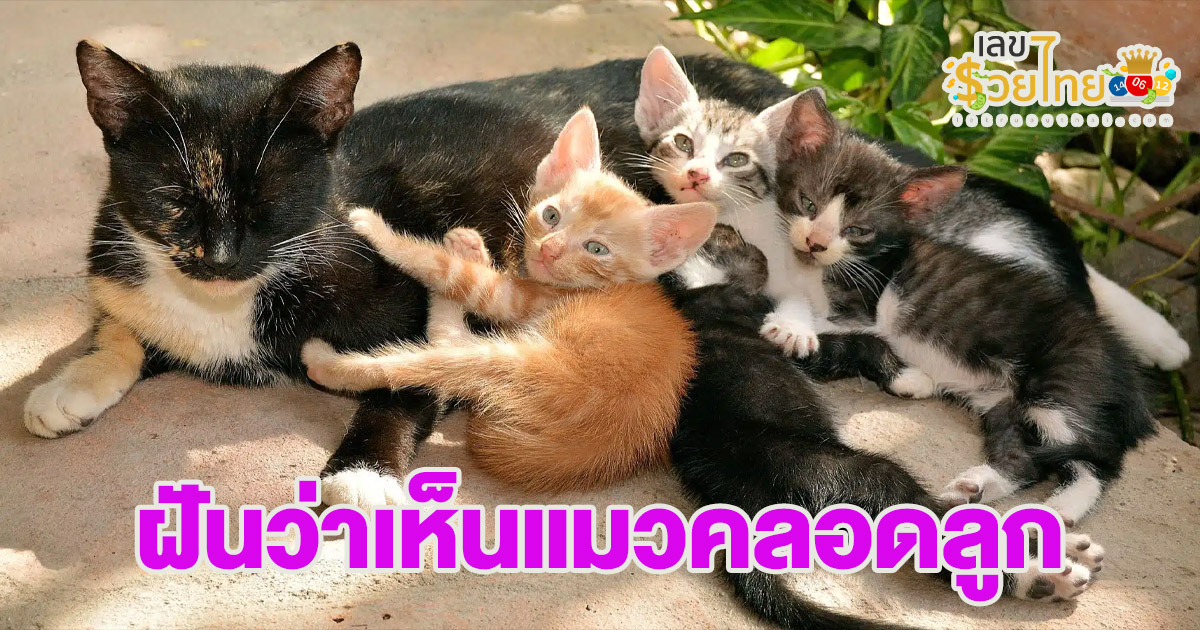 ฝันเห็นแมวคลอดลูก หมายความว่าอย่างไร รวมคำทำนายและเลขเด็ด ไว้ให้แล้วที่เว็บ lekruaythai.com