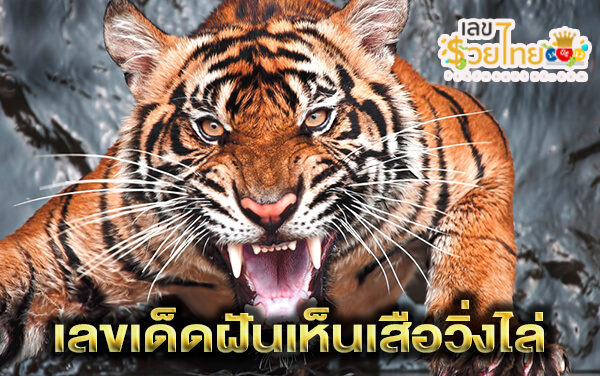 ฝันเห็นเสือ วิ่งหนีเสือ - "Dreaming of seeing a tiger and running away from it"