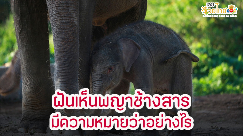 ฝันเห็นพญาช้างสาร -"Dream of seeing Phaya Chang San"