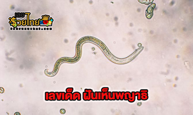 ฝันเห็นพยาธิ เลขเด็ด - "Dreaming of worms, lucky numbers"