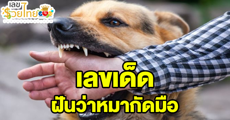 ฝันว่า สุนัข ไล่กัด เลขเด็ด-"Dreaming that a dog is chasing and biting you, what are the lucky numbers"