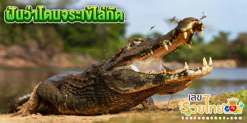 ฝันเห็นจระเข้ตัวใหญ่ -"I dreamed of seeing a big crocodile."