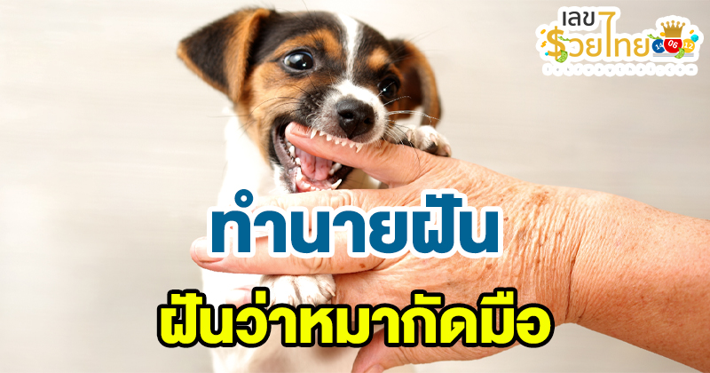 ฝันว่าหมากัดมือ-"I dreamed that a dog bit my hand"