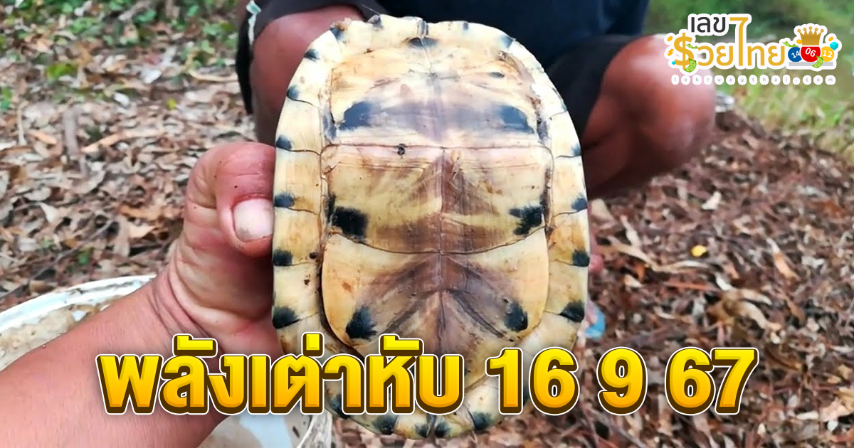 พลังเต่าหับ 16 9 67 แนวทางหวยรัฐบาลไทย !! ติดตามเลขเด็ด เเม่นๆ ก่อนใคร ได้ที่นี่ lekruaythai.com