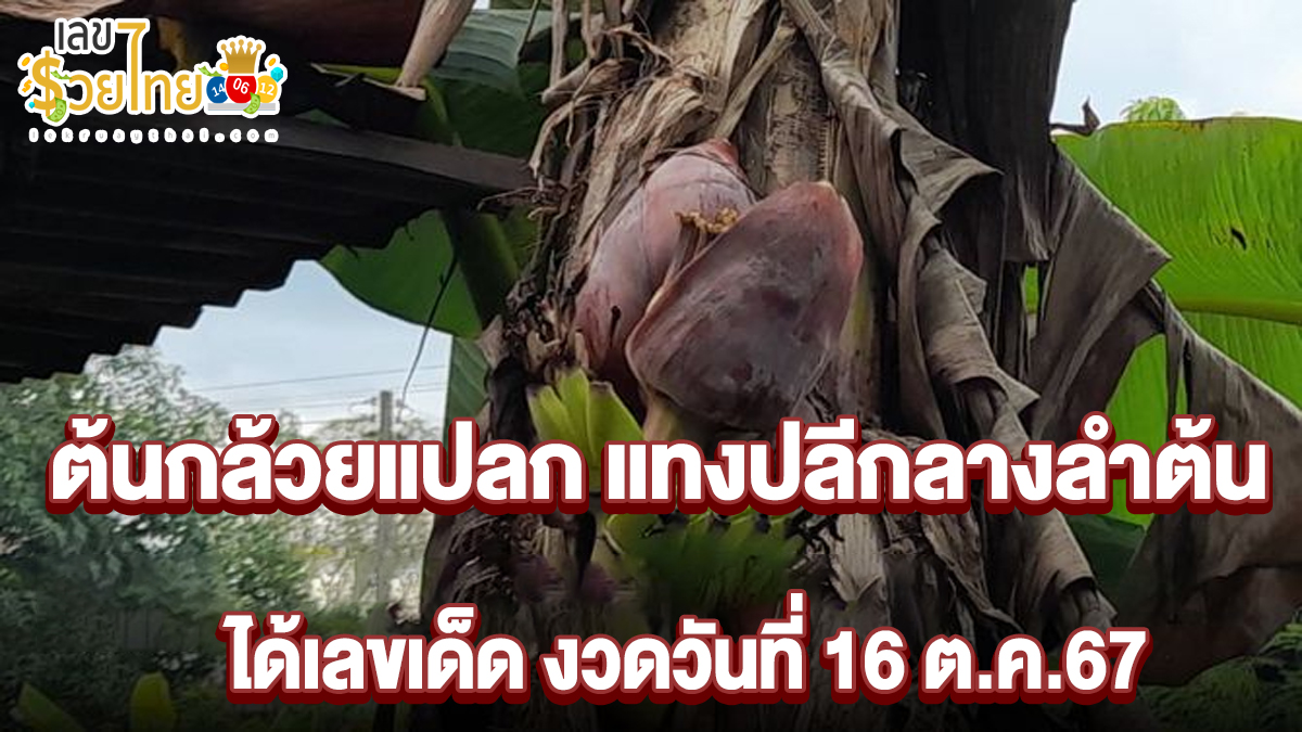 คนท้องเจอต้นกล้วยแปลก แทงปลีกลางลำต้น ฮือฮา นับผลกล้วยได้ตรงเลขธูป เลขเด็ดงวดวันที่ 16/10/67
