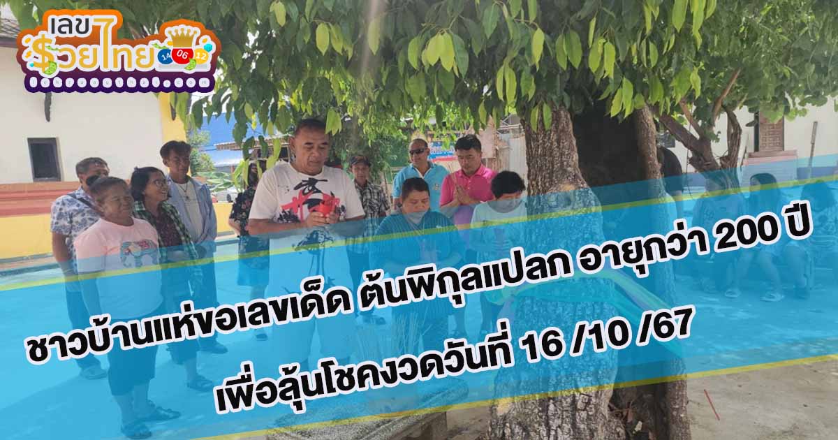 มาตามความเชื่อ ต้นพิกุลแปลก อายุกว่า 200 ปี ชาวบ้านแห่ขอเลขเด็ด เพื่อลุ้นโชคงวดวันที่ 16 /10 /67