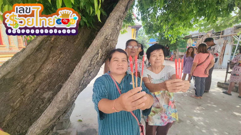 ความเชื่อ ต้นพิกุลแปลก -"Belief in the strange Pikun tree"