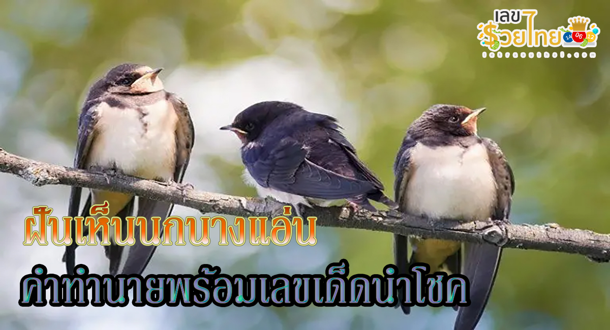 ฝันเห็นนกนางแอ่น ทำนายว่าอย่างไร? พร้อมเลขเด็ด แม่น ๆ ที่เกี่ยวกับความฝัน เช็กเลยที่นี่ !!