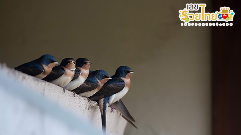 ฝันเห็นนกนางแอ่น-"Dream of seeing a swallow"