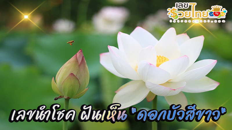 ฝันเห็นดอกบัวเยอะมาก-"Dreamed of seeing a lot of lotus flowers"