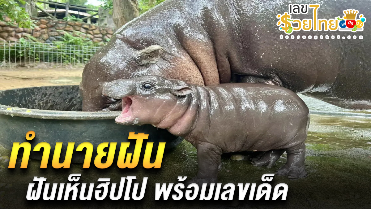 ฝันเห็นฮิปโป ทำนายว่าอย่างไร? พร้อมเลขเด็ด แม่น ๆ ที่เกี่ยวกับความฝัน เช็กเลยที่นี่ !!