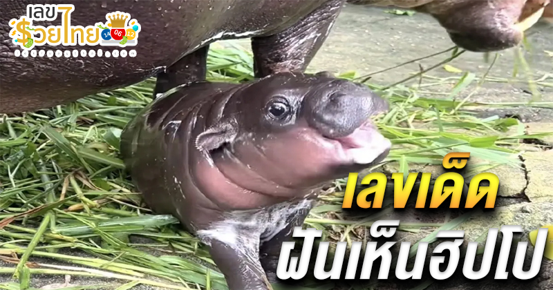 ฝันเห็นฮิปโป เลขเด็ด-"Dreaming of hippos, lucky numbers"