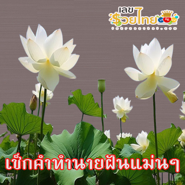 ฝันเห็นดอกบัวสีขาว-"Dream of seeing a white lotus"