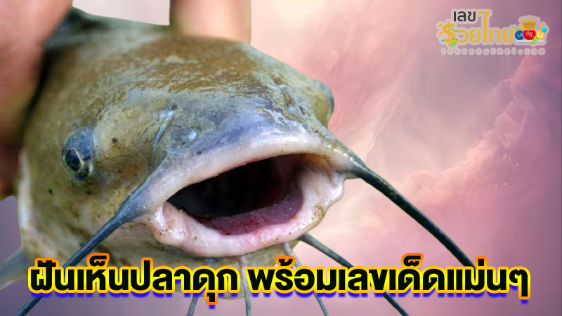 ฝันเห็นปลาดุก1ตัว-"Dreamofseeing a catfish"