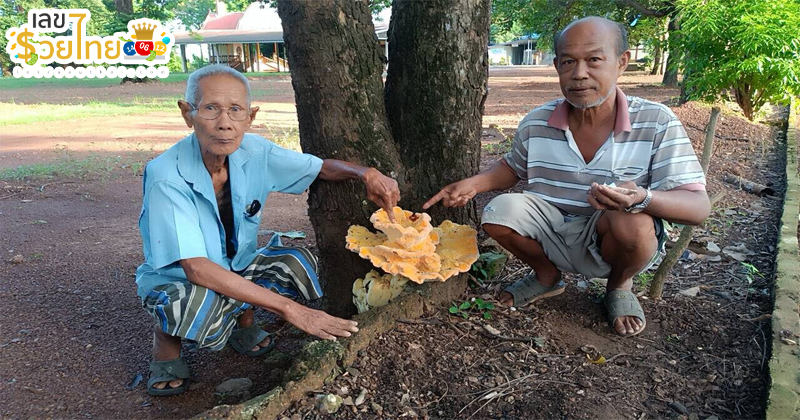เลขเด็ดเห็ดสีทอง-"Golden mushroom lucky numbers"