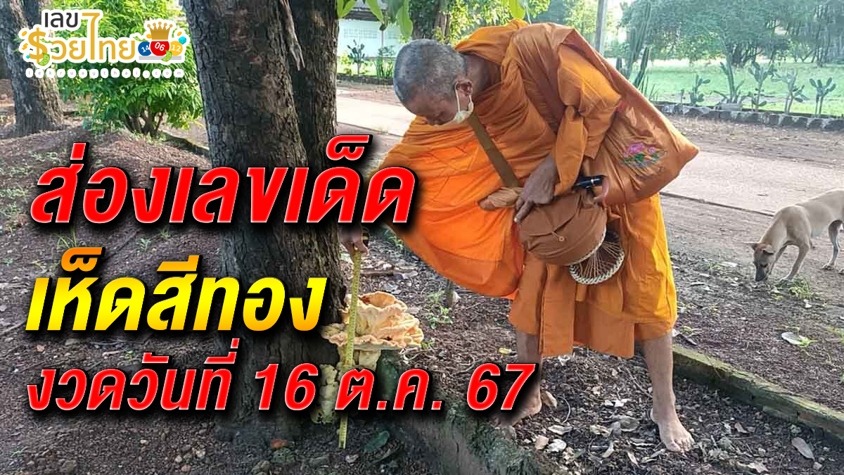 ส่องเลขเด็ด เห็ดสีทอง แม่ค้าจุดธูปเสี่ยงทาย ถึงกับอุทาน เลขตรงหวยชุด คอหวยห้ามพลาด ลุ้นรวยงวด 16 ต.ค. 2567