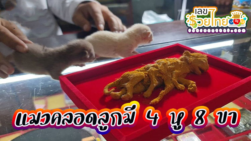 แมวคลอดลูกใช้เวลากี่ชั่วโมง -"How many hours does it take for a cat to give birth?"