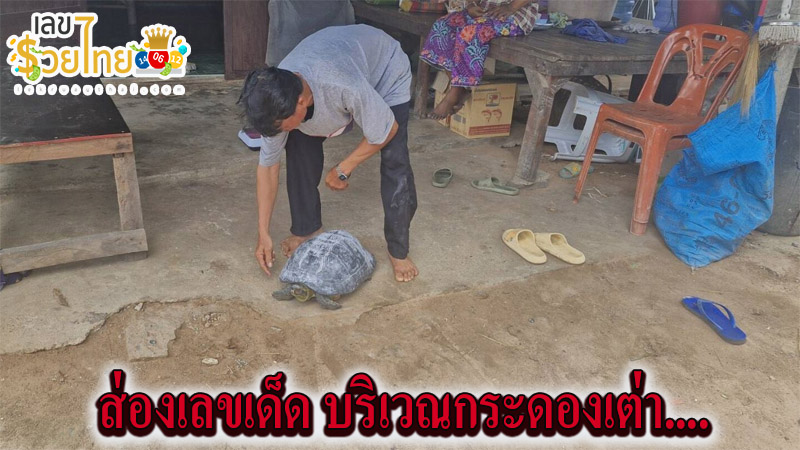 เจอเต่ายักษ์-"Met a giant turtle"