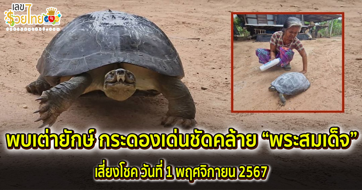 แห่ส่องเลข เต่ายักษ์ ฮือฮาวันหวยออก เต่ายักษ์ กระดองเด่นชัดคล้าย “พระสมเด็จ” แห่ส่องเลขเด็ดเห็นชัด ลุ้นโชควันที่ 1/11/67