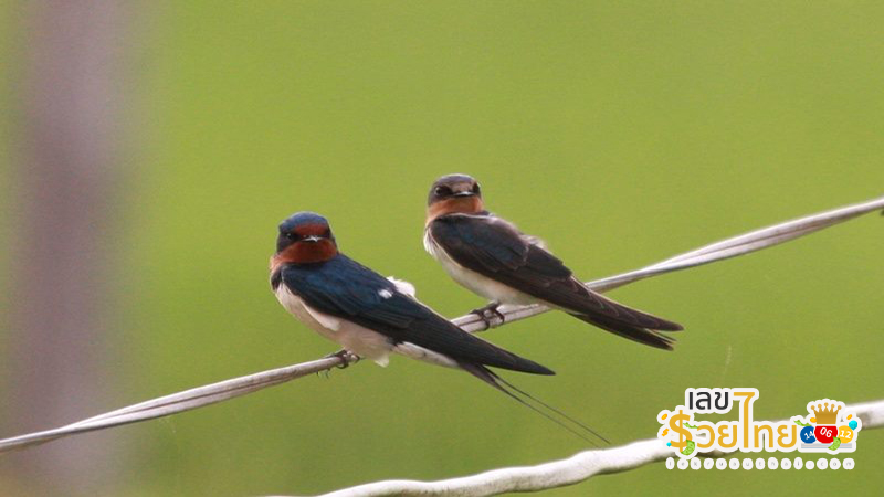นก นางแอ่น บินเข้าบ้าน-"The swallow flew into the house."