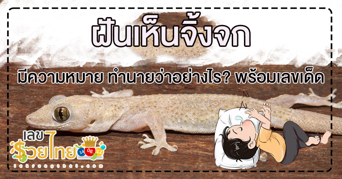 ฝันเห็นจิ้งจก มีความหมาย ทำนายว่าอย่างไร? พร้อมเลขเด็ด แม่นๆ ที่เกี่ยวกับความฝัน เช็กเลย ฟรี!