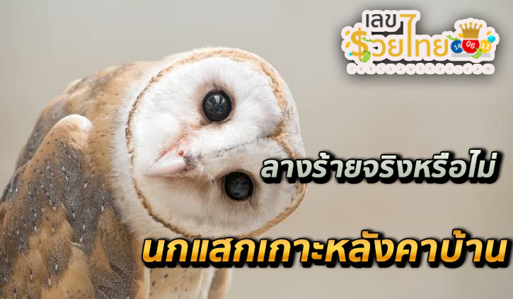 นกแสกเกาะหลังคาบ้าน-"Screech owl perched on the roof of the house"