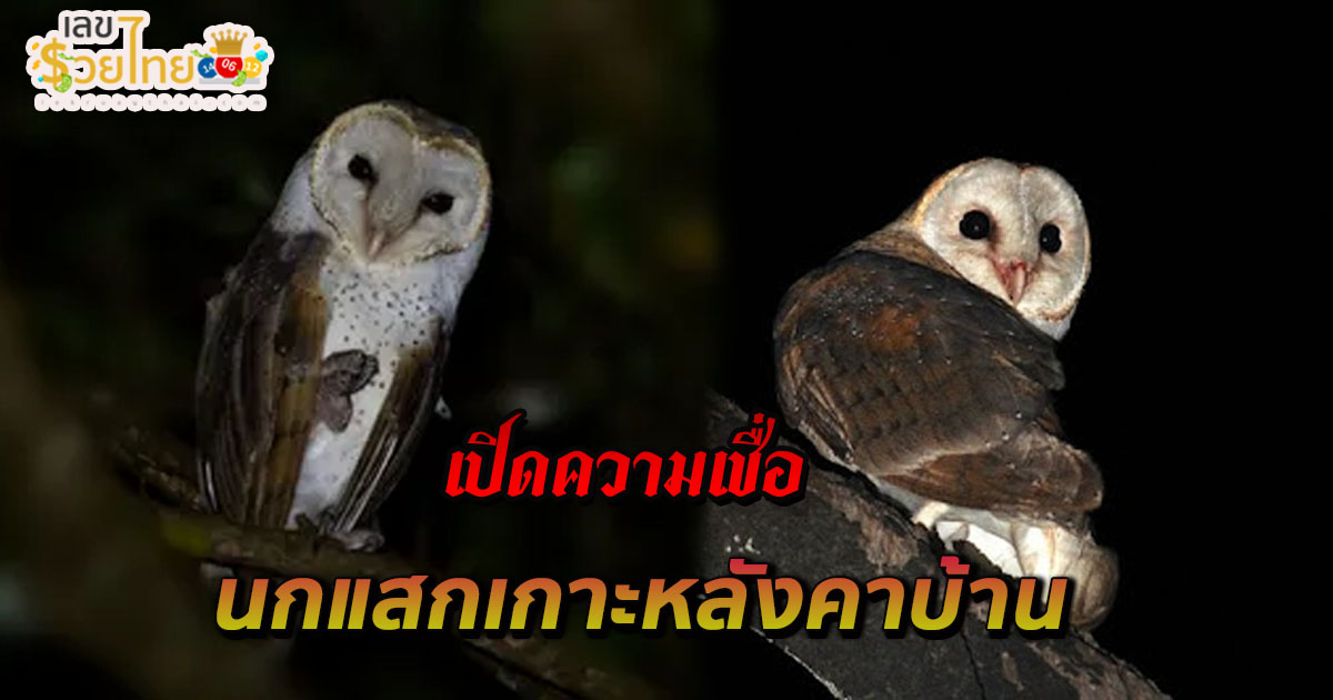ห้ามพลาด !! เปิดความเชื่อ นกแสกเกาะหลังคาบ้าน ความเชื่อโบราณ คือลางร้ายจริงหรือไม่ มาไขคำตอบกันที่นี่