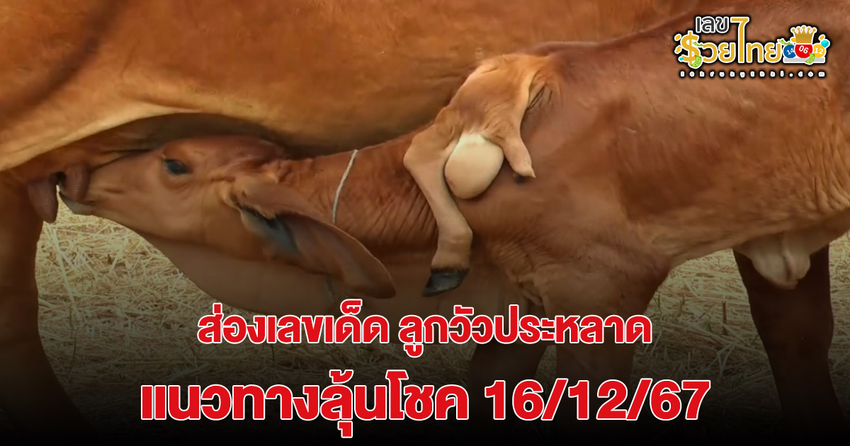 แห่ดู “ลูกวัวประหลาด” มี 5 ขา 2 หาง 2 เพศ เจ้าของเล่าความฝันก่อนแม่วัวคลอด คอหวยไม่พลาดส่องเลขเด็ดงวด16/12/67