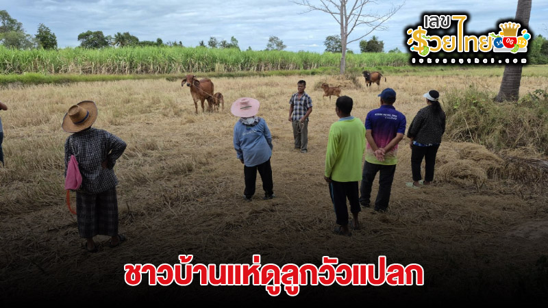 ส่องเลขเด็ด ลูกวัวประหลาด -"Check out the lucky numbers from the strange calf."