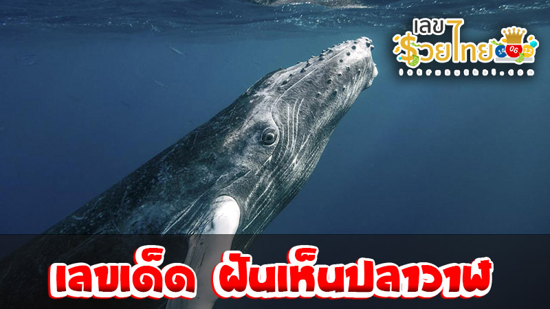 ฝันเห็นปลาวาฬพ่นน้ำ-''Dream of seeing a whale spraying water''