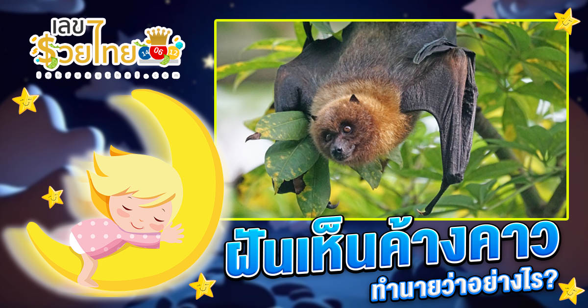 ฝันเห็นค้างคาว ทำนายว่าอย่างไร? พร้อมเลขเด็ด แม่นๆ ที่เกี่ยวกับความฝัน เเจกฟรี เช็กเลย !
