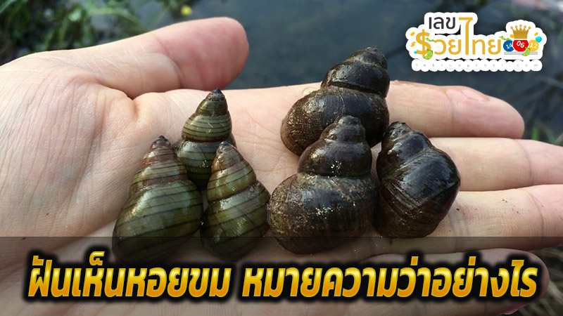 ฝันเห็นหอยขม-''Dream of seeing periwinkle''