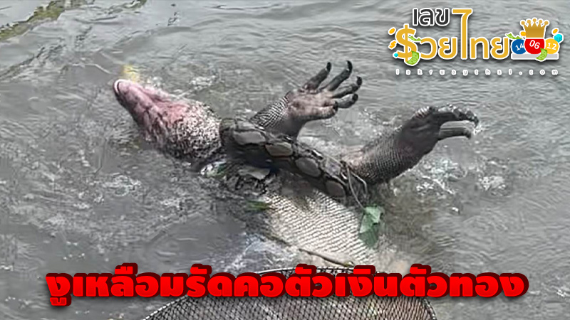 เลขเด็ดตัวเงินตัวทองสู้งูเหลือม-"Lucky numbers to fight the python."