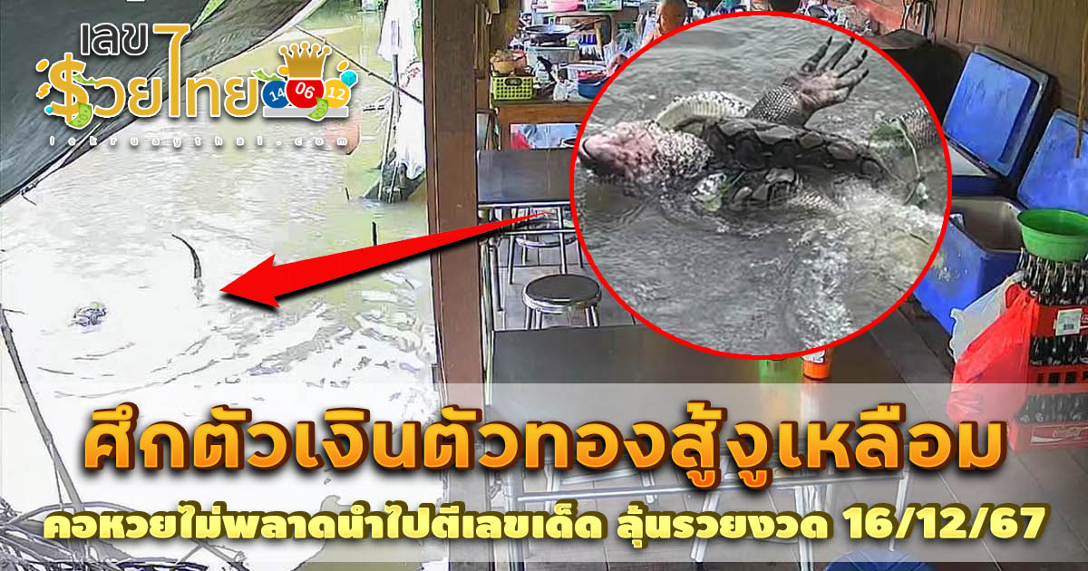 ลุ้นระทึก ศึกตัวเงินตัวทองสู้งูเหลือม กอดรัดฟัดเหวี่ยงลอยน้ำผ่านร้านอาหาร คอหวยไม่ควร มองข้าม นำไปตีเลขเด็ด ลุ้นรวยงวด 16/12/67