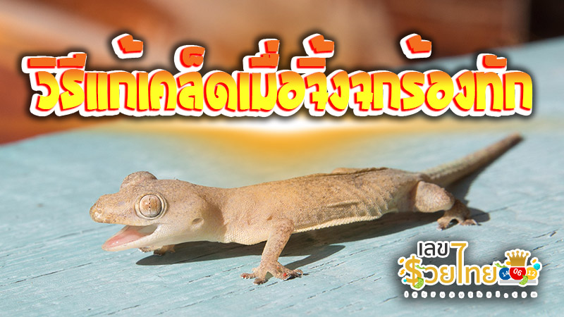 จิ้งจกทัก หมายถึง-''What does lizard mean''