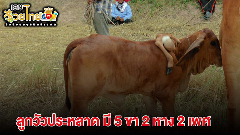 ฮือฮา เจ้าเงินล้าน ลูกวัว 5 ขา 2 เพศ -"Wow! Millionairecalf with 5 legs and 2 genders"