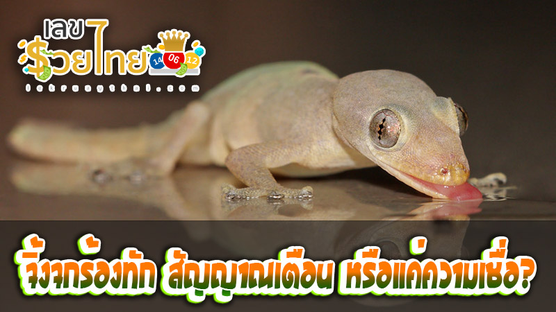 จิ้งจกร้องทัก-''lizard greets''
