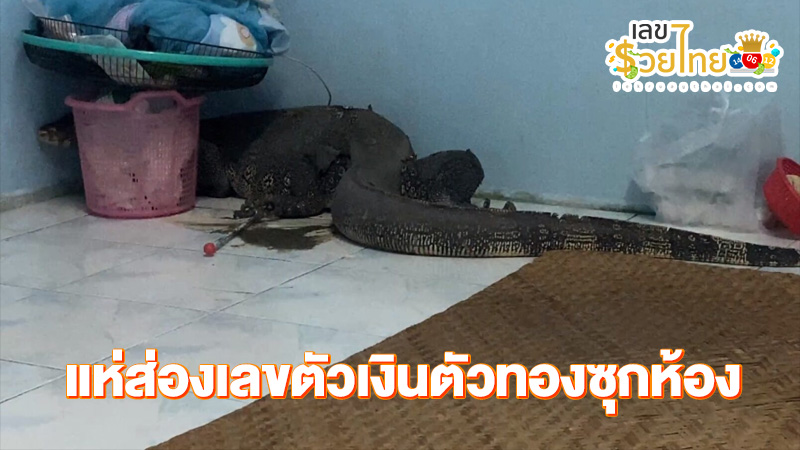 เลขตัวเงินตัวทองเข้าห้อง 1/2/68-"The monitor lizard number entered the room 1/2/68."