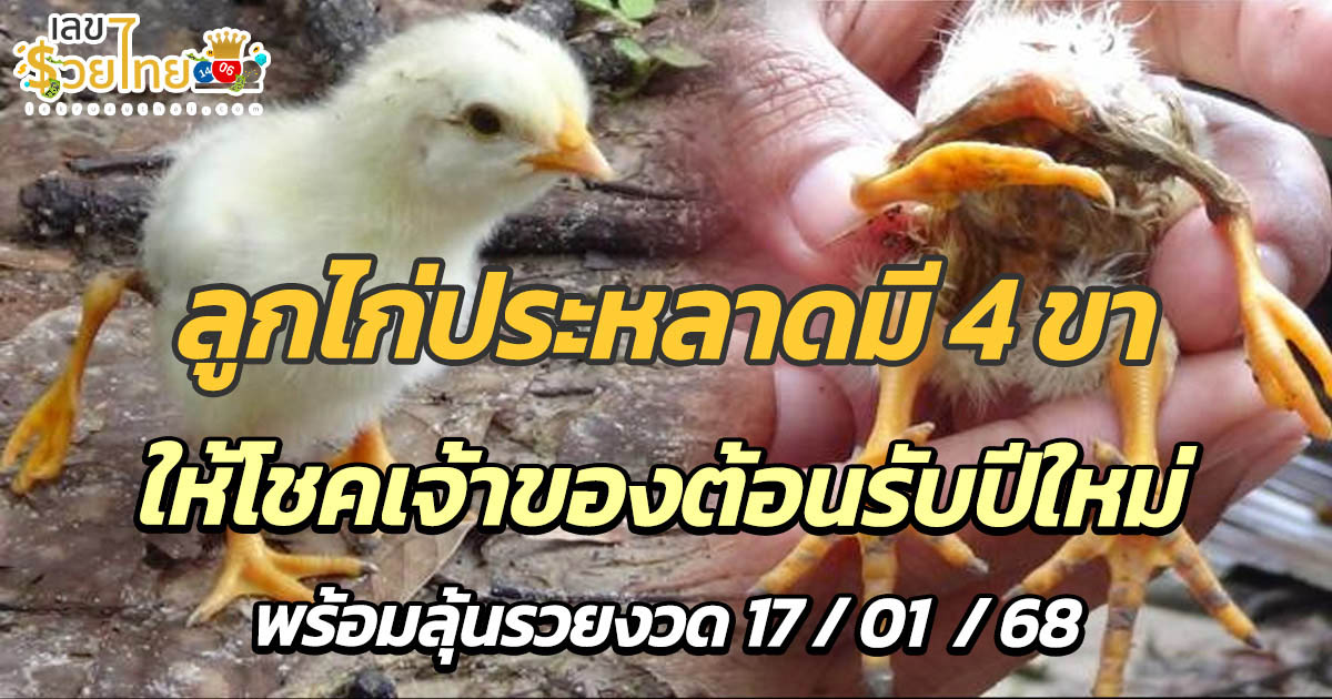ฮือฮา ลูกไก่ประหลาดมี 4 ขา ให้เลขเจ้าของ “ถูกหวย” ห้ามพลาด รวยประเดิมต้นปี ลั่นจะเลี้ยงจนแก่ตาย !!!