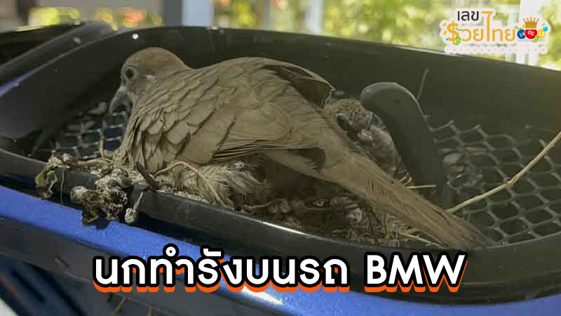 ทะเบียนรถ นกทำรัง-"Car license plate, nesting birds"