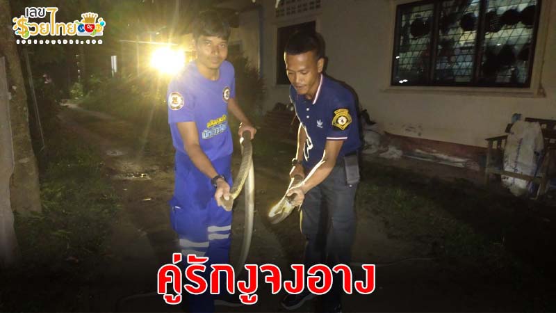 เลขงูจงอาง 17/1/68-"Cobra number"