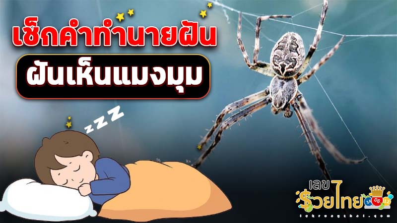 ฝันเห็นแมงมุม-"Dreaming of spiders"