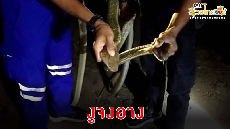 ฝันเห็นงูจงอางใหญ่-"I dreamed of seeing a big king cobra."
