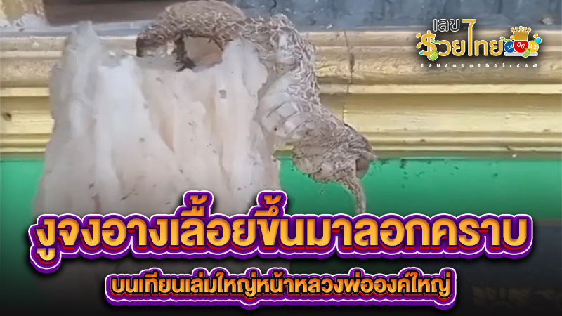 งูจงอางลอกคราบ - "King cobra molts"